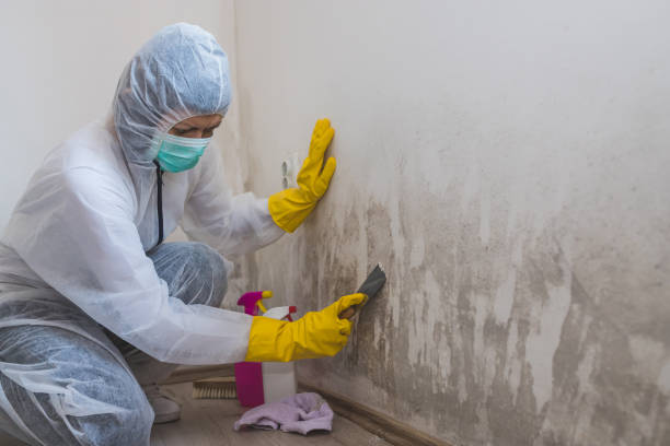 Mold Testing and Removal in Amarillo, TX