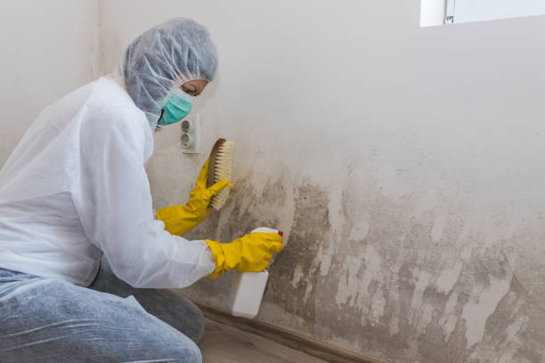 Best Toxic Mold Removal  in Amarillo, TX