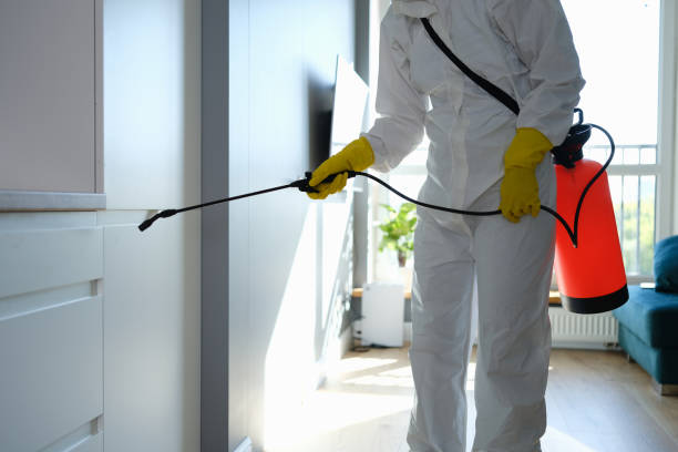 Attic Mold Removal in Amarillo, TX