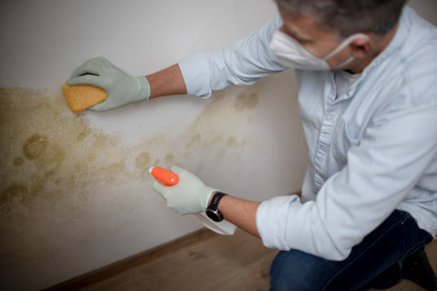Best Fast Mold Removal  in Amarillo, TX