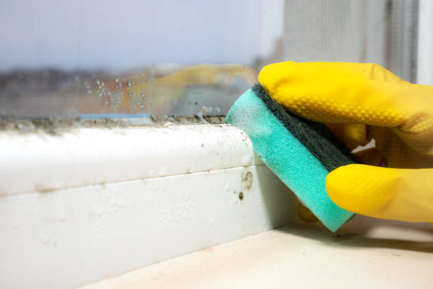 Home Mold Removal in Amarillo, TX