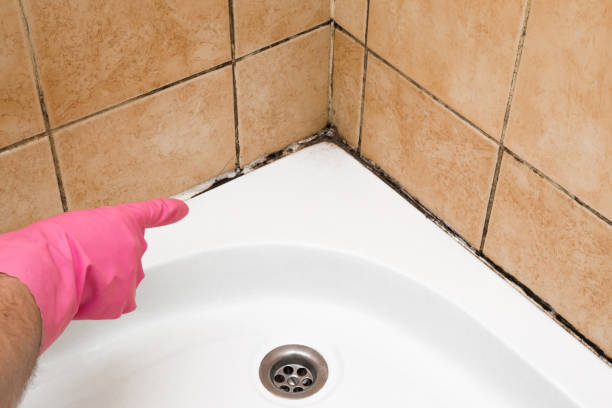 Professional Mold Removal in Amarillo, TX