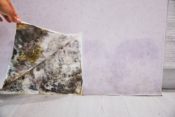 Reliable Amarillo, TX Mold Removal Solutions